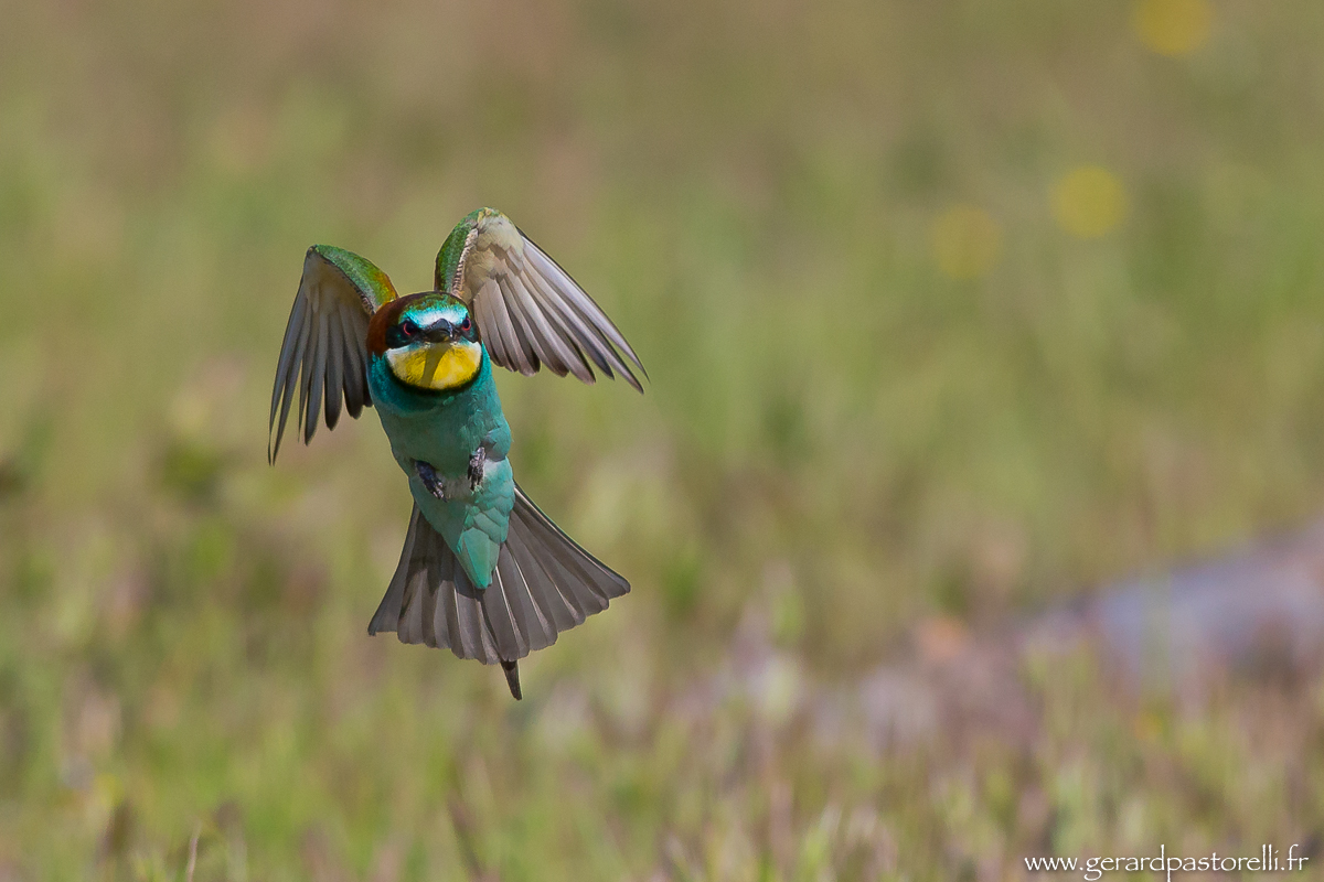 Bee eater 63